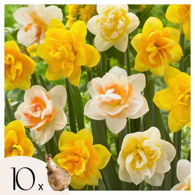 Čebulice narcis - 10 kos - Narcissus 'Double Mix' - Cvetne čebulice