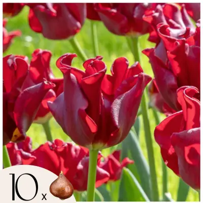Čebulice tulipanov 'Red Dress' - Set 10 kosov - Odporne proti mrazu & trajne