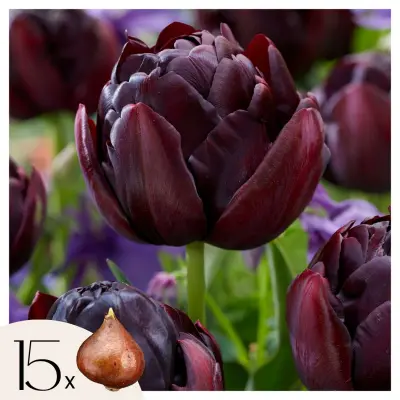 Tulipani čebulice - 15 kos - Tulipa 'Black Hero' - Cvetne čebulice