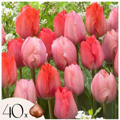 Tulipani čebulice - 40 kos - Tulipa Salmon, Van Eijk - Cvetne čebulice - Rdeča