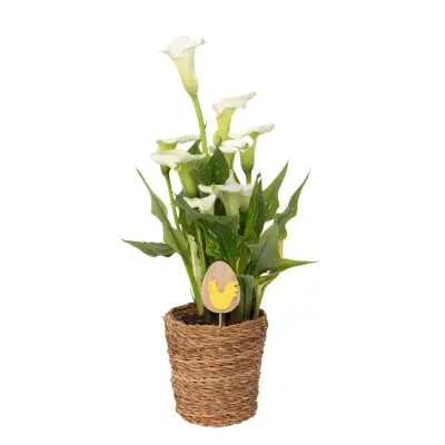 Kala 'Ruby' - Aronova palica - Bela - Višina 30-40cm - ⌀12cm