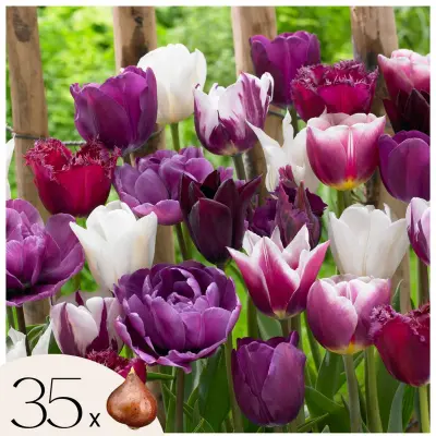 Tulipani čebulice - 35 kos - Tulipa 'Blueberry' - Cvetne čebulice - Vijolična
