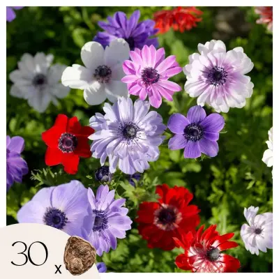 Vetrnica - 30 kos - Anemoon de Caen - Cvetne čebulice