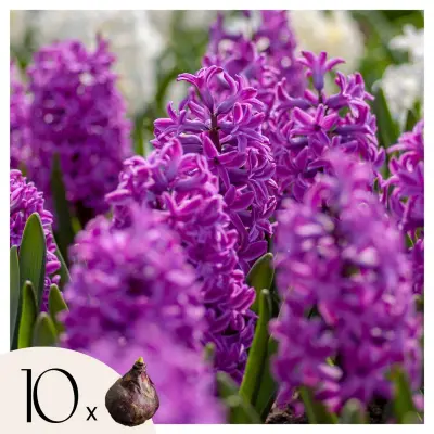 Čebulice hijacinte - Set 10 kosov - Hyacinthus 'Purple Voice' - Čebulice cvetlic