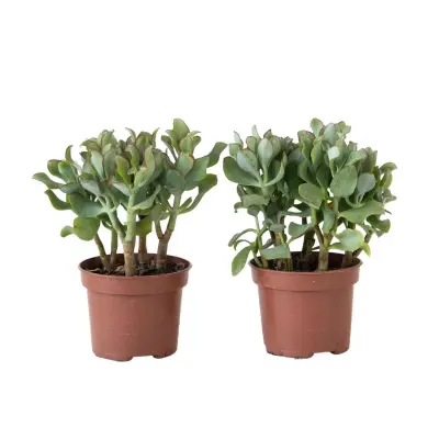 Rastlina jade - 2 kosa - Crassula arborescens 'Curly' - Lonec 12 cm