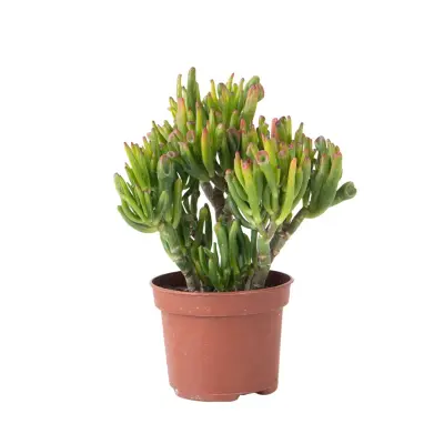 Okroglolistna tolstolistnica - Crassula ovata 'Hobbit' - Višina 10-20cm - ⌀12cm