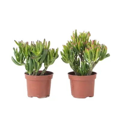 Okroglolistna tolstolistnica - Set 2 - Crassula Hobbit - Višina 10-20cm - ⌀12cm
