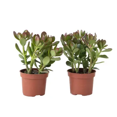 Želvovolistna rastlina - Set 2 - Crassula ovata - Višina 15-25cm - ø12cm