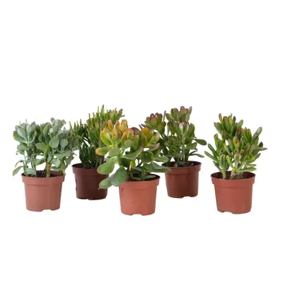 Drevo denarja - Mix 5 Crassula ovata - Viš. 10-25 cm - Lonec 12 cm