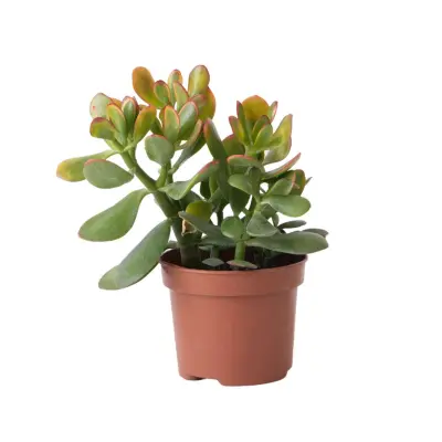 Okroglolistna tolstolistnica - Crassula ovata 'Sunset' - Višina 15-20cm - ⌀12cm