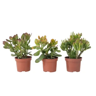 Set 3 rastlin - Crassula Minor, Hobbit, Sunset - Višina 10–25 cm - ø12 cm