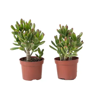 Tolstolistna krasula - Set 2- Crassula ovata 'Gollum' - Višina 15-25cm - ⌀12cm