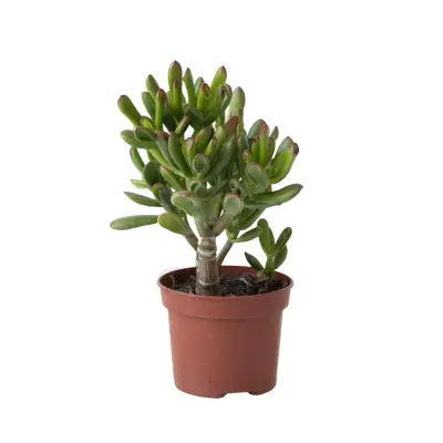 Tolstolistna krasula - Crassula ovata 'Gollum' - Višina 15-25 cm - Lonec 12 cm