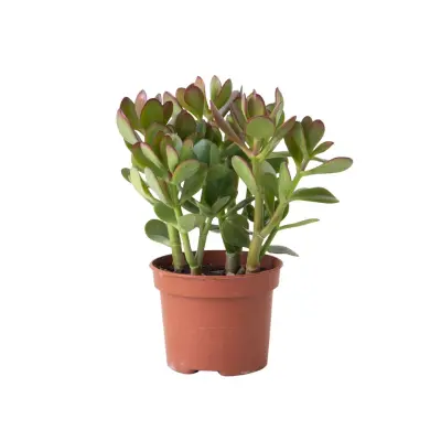 Želvovolistna rastlina - Crassula ovata - Višina 15-25cm - ø12cm