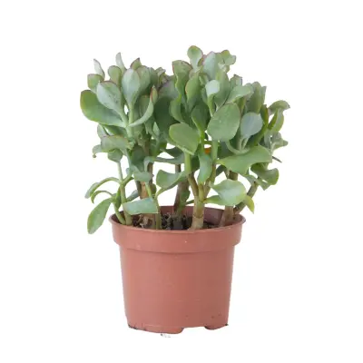 Rastlina jade - Crassula arborescens 'Curly' - Višina 15-25 cm - Lonec 12 cm