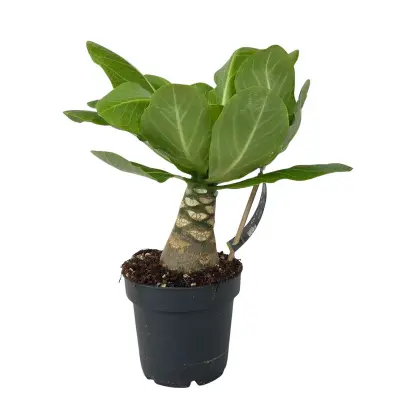 Havajska palma - Brighamia insignis - Višina 25-35cm - ⌀12cm