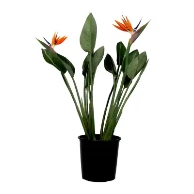Rajska ptica - Strelitzia reginae - s cvetovi - Višina 70-100cm - Ø19cm