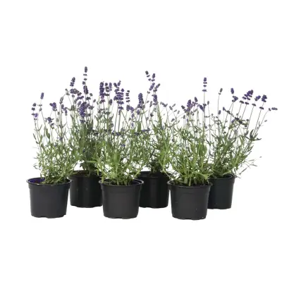 Lavendin - 6 kos - Lavandula angustifolia - Višina 10-15cm - ⌀10,5cm