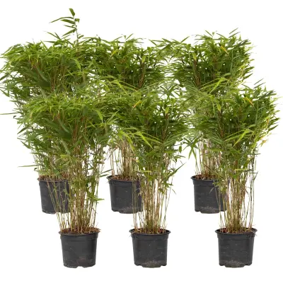 Bambus - 6 kos - Fargesia nitida 'Gansu' - Višina 50-70cm - ⌀17cm