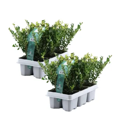 Japonska bodika - 48 kos - Ilex crenata 'Jenny' - Višina 10-20cm - ⌀9cm