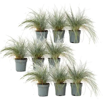 Sinjezelena bilnica - 9 kos - Festuca glauca 'Elijah Blue' - V10-15cm - ⌀9cm