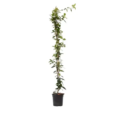 Zvezdasti jasmin - Trachelospermum jasminoides - Višina 110-120cm - ⌀17cm