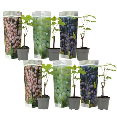 Vinska trta - 6 kos - Vitis vinifera - Višina 25-40cm - ⌀9cm
