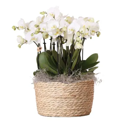 Orhideja v belem košu - Phalaenopsis - Višina 40–50cm - ⌀28cm