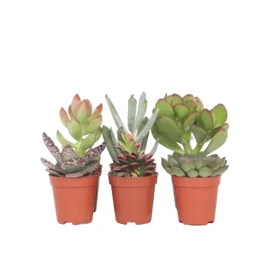 Mini sukulentna mešanica - 6 kos - Succulent Mix - Višina 5-10cm - ⌀5,5cm