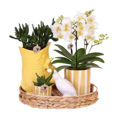 Darilni komplet orhideja 'Yellow XL' - Phalaenopsis - Višina 35cm