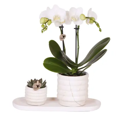 Darilni komplet orhideja 'Marble S' - Phalaenopsis - Višina 30cm