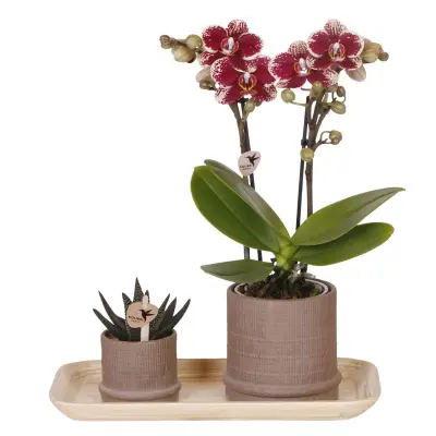 Darilni komplet orhideja 'Cocktail S' - Phalaenopsis - Višina 30cm