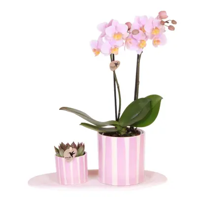 Darilni komplet orhideja 'Pink S' - Phalaenopsis - Višina 30cm
