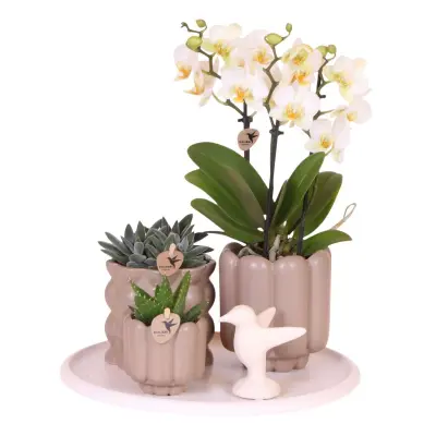 Darilni komplet orhideja 'White Tray XL' - Phalaenopsis - Višina 35cm