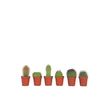 Mešanica za mini kaktuse - 6 kos - Cactus - Višina 5-10cm - ⌀5,5cm