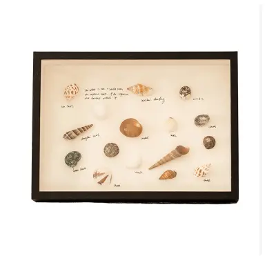 Okvir za razstavo školjk DIY: 3D votli akrilni okvir za suho cvetje Black 10 palcev