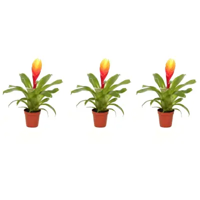 Plameno meč - Set 3 - Tillandsia Vriesea 'Dorado' - Višina 15-25cm - ø7cm