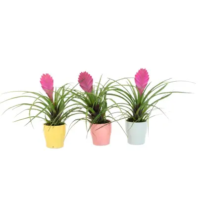 Tillandsia cyanea ‘Pastel’ – Set 3 rastlin z lončkom – Višina 20–30cm – ø7cm