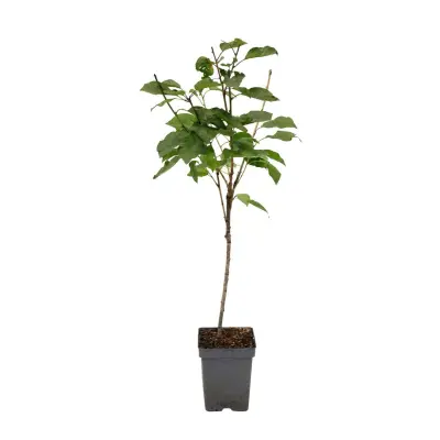 Češnja - Prunus avium 'Stella' - Sladka češnja - Višina 90-110cm - ⌀23cm