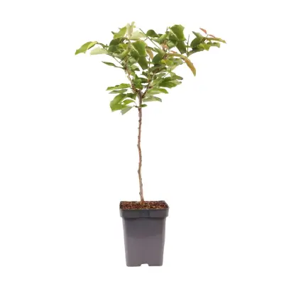 Češnja - Prunus avium - Sladka češnja - Višina 90-110cm - ⌀23cm