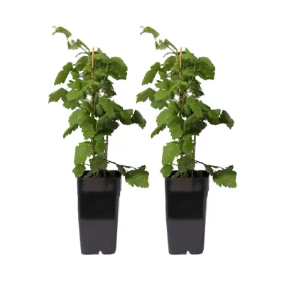 Japonska robida - Set 2 - Rubus phoenicolasius - Višina 50-60cm - ø15cm