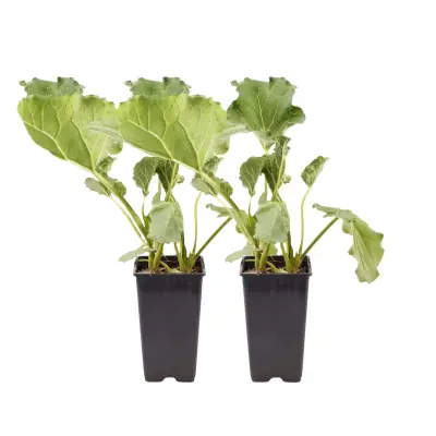 Rabarbara - Komplet 2 - Rheum rhabarbarum - V.50-60cm - ø15cm