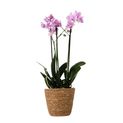 Metuljasta orhideja - Phalaenopsis Multiflora s košaro - Višina 35-45cm - ⌀12cm