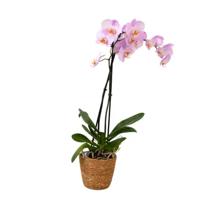 Falenopsis - Phalaenopsis - Višina 50-60cm - ⌀12cm