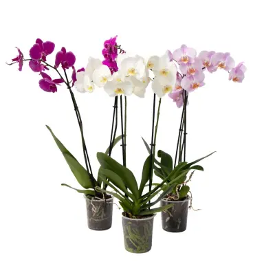 Metuljasta orhideja - Komplet 3 - Phalaenopsis - Višina 50-60cm - ⌀12cm