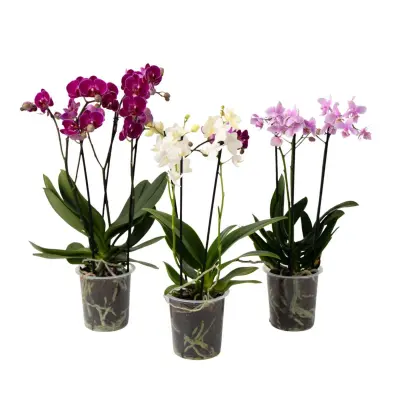 Metuljasta orhideja - Set 3 - Phalaenopsis Multiflora - Višina 35-45cm - ⌀12cm