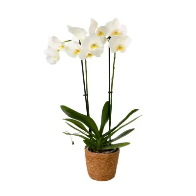 Falenopsis - Phalaenopsis - Višina 50-60cm - ⌀12cm