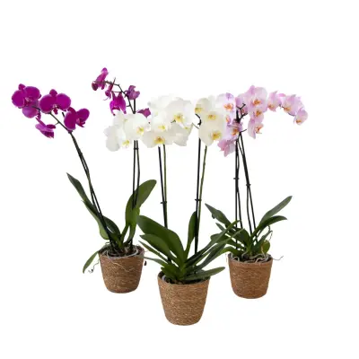 Metuljasta orhideja - x3 - Phalaenopsis v deco košari - Višina 50-60cm - ⌀12cm