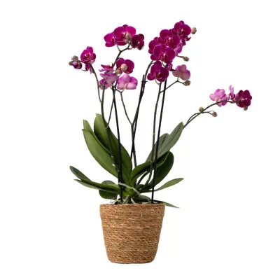 Metuljasta orhideja - Phalaenopsis Multiflora s košaro - Višina 35-45cm - ⌀12cm