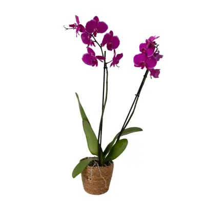 Falenopsis - Phalaenopsis - Višina 50-60cm - ⌀12cm